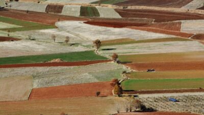 Adubo para floração